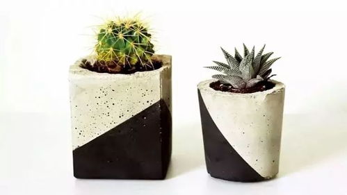 人靠衣裝，肉靠盆裝 遇上它，多肉也能時尚感十足